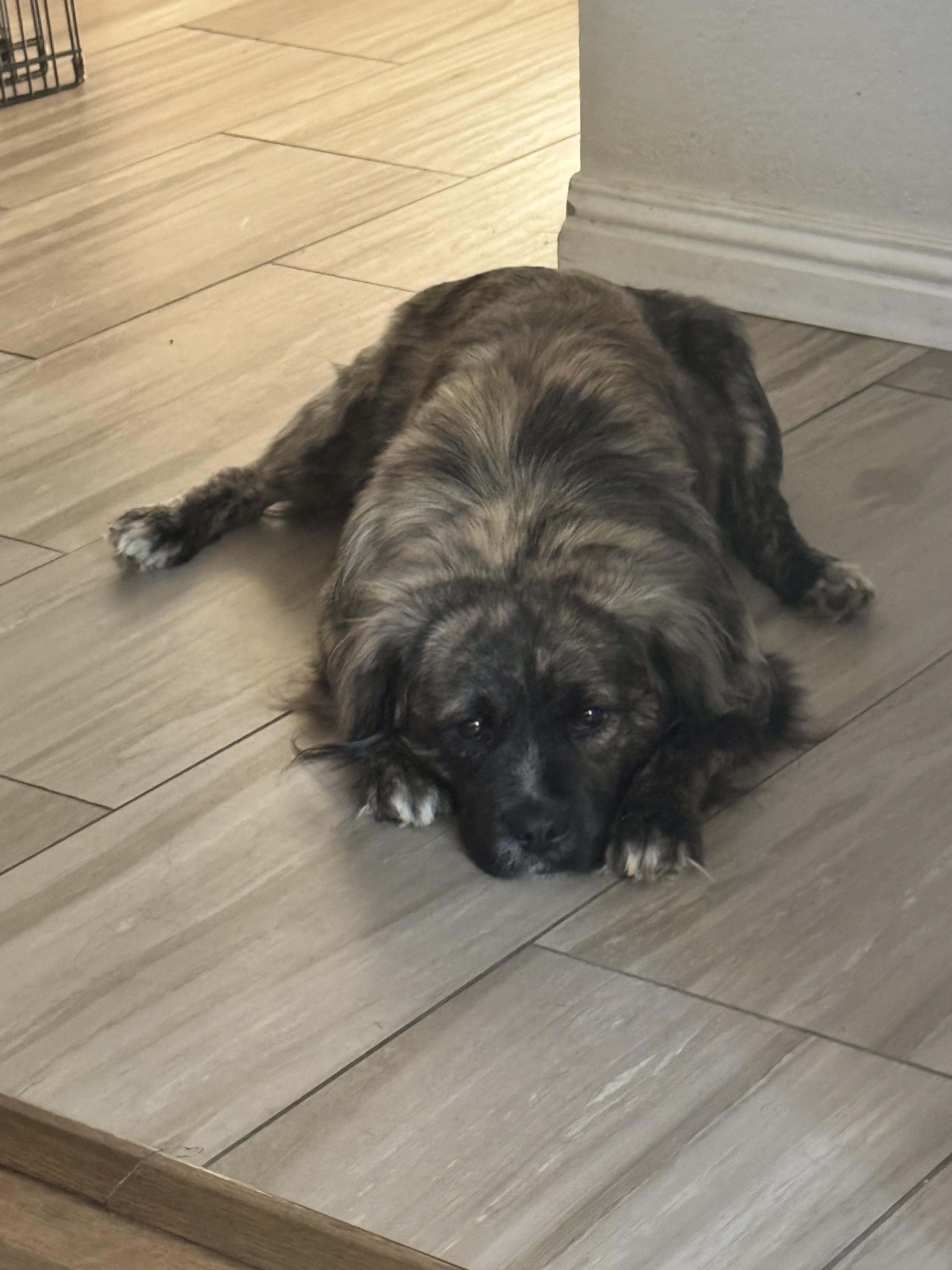 Enlarge Alfie, a Adopted mixed breed in Tracy, CA image 5/6