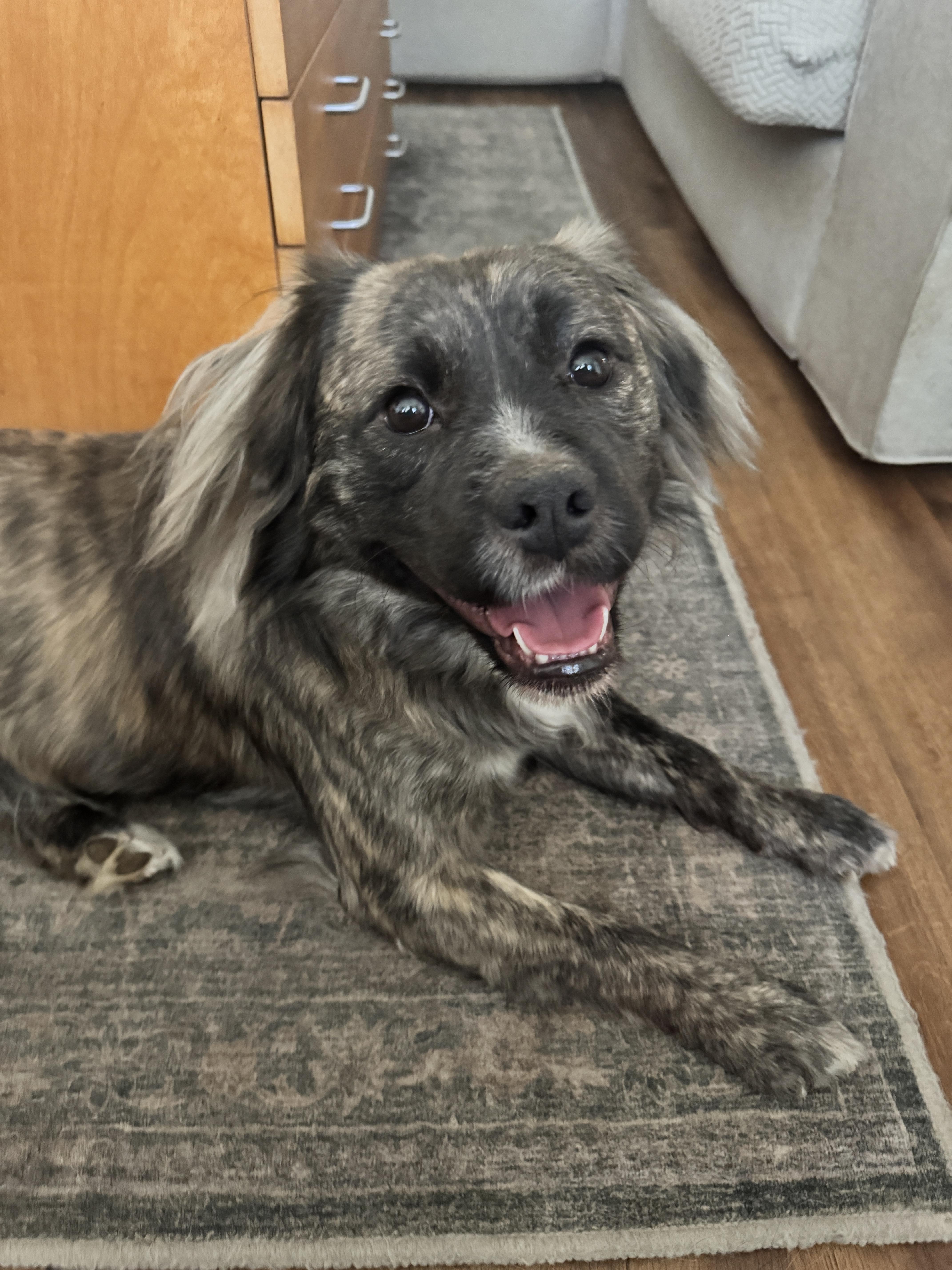 Enlarge Alfie, a Adopted mixed breed in Tracy, CA image 2/6