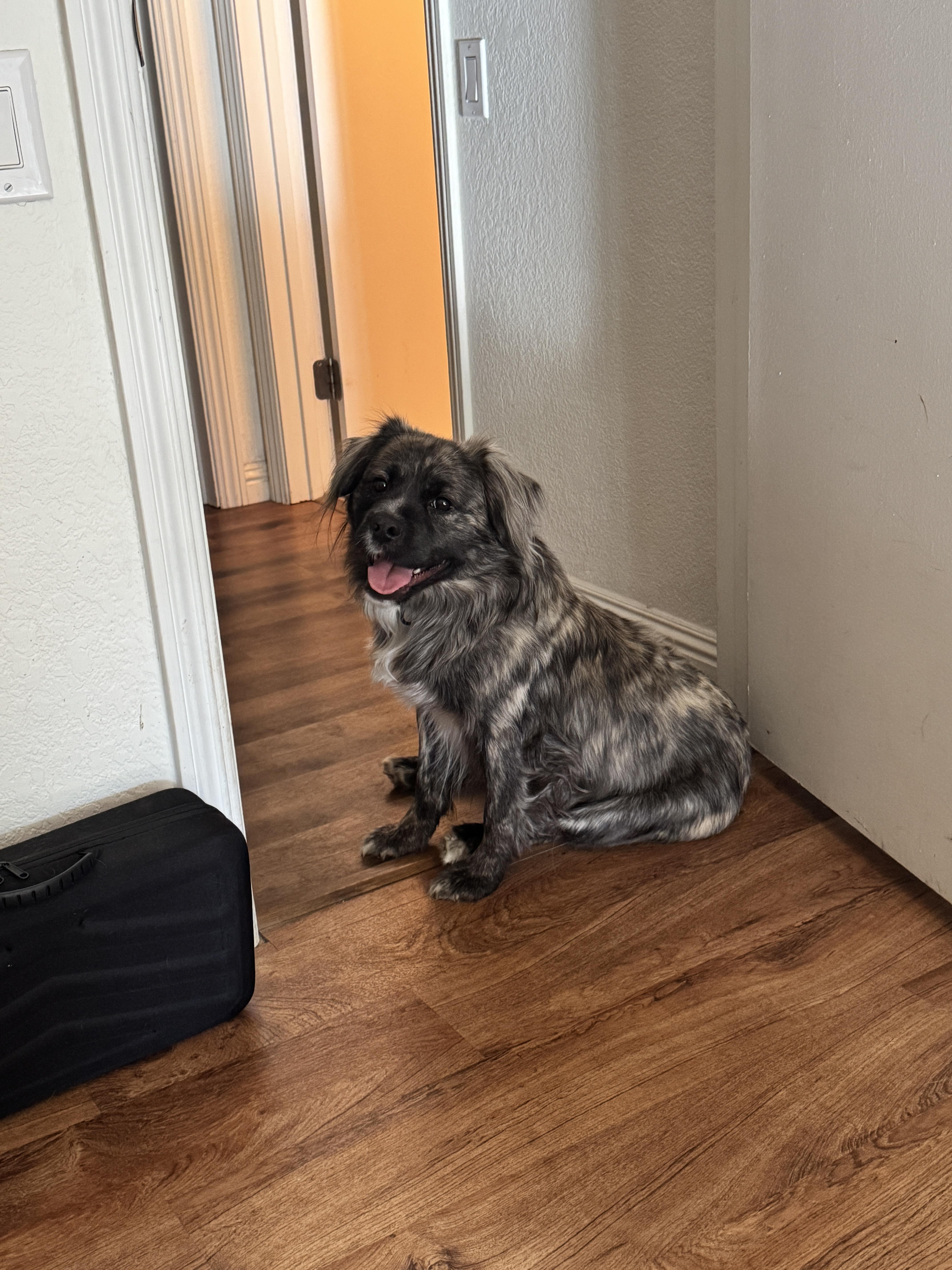 Enlarge Alfie, a Adopted mixed breed in Tracy, CA image 6/6
