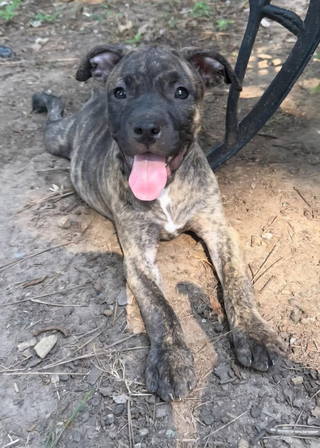 Soot, Baby Female Mixed Breed