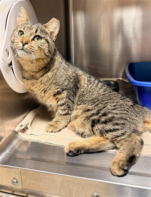 Enlarge NAMI, a Adoptable Domestic Short Hair in Statesville, NC image 1/1