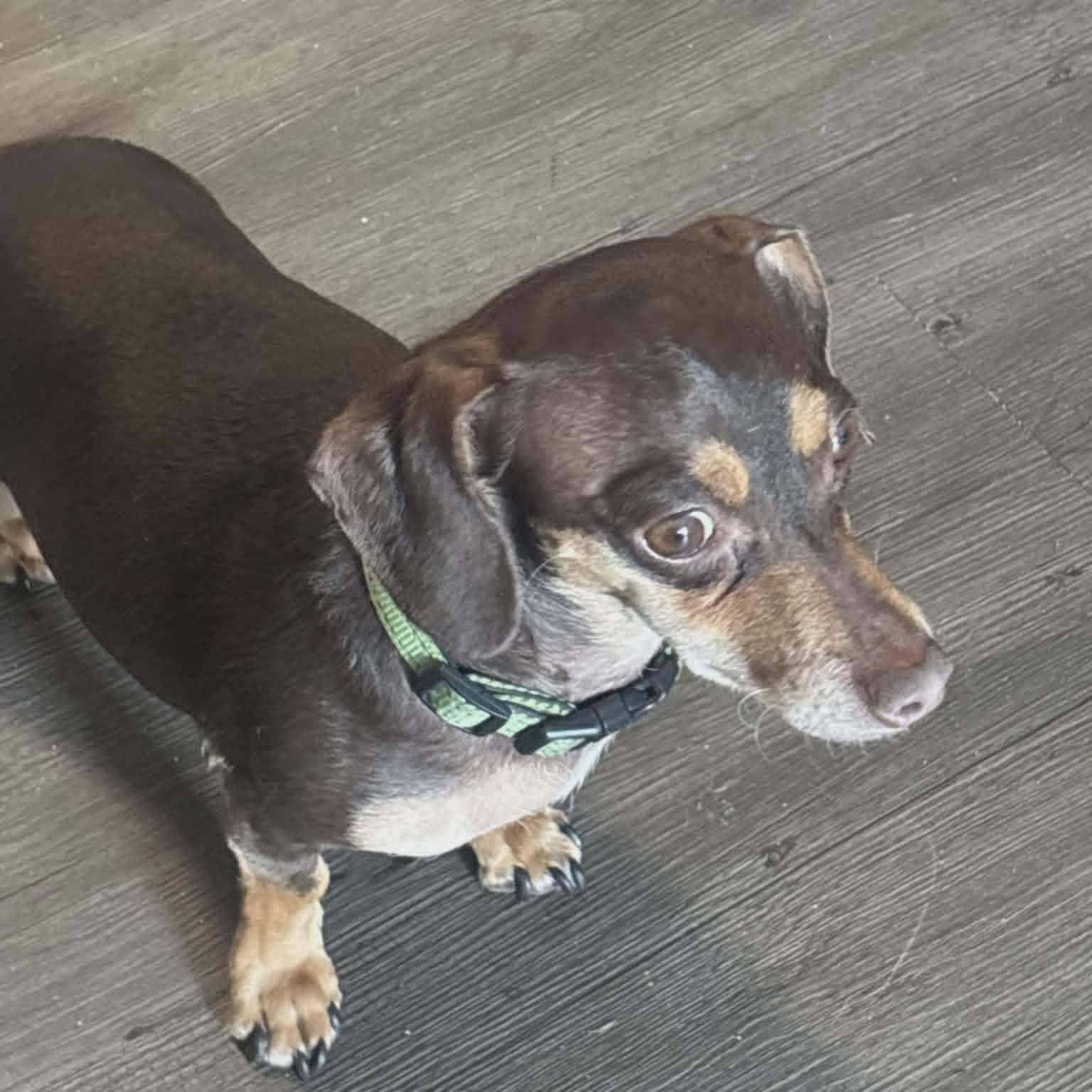 Enlarge REESE, a ADOPTABLE Chiweenie in Harlem, GA image 4/5
