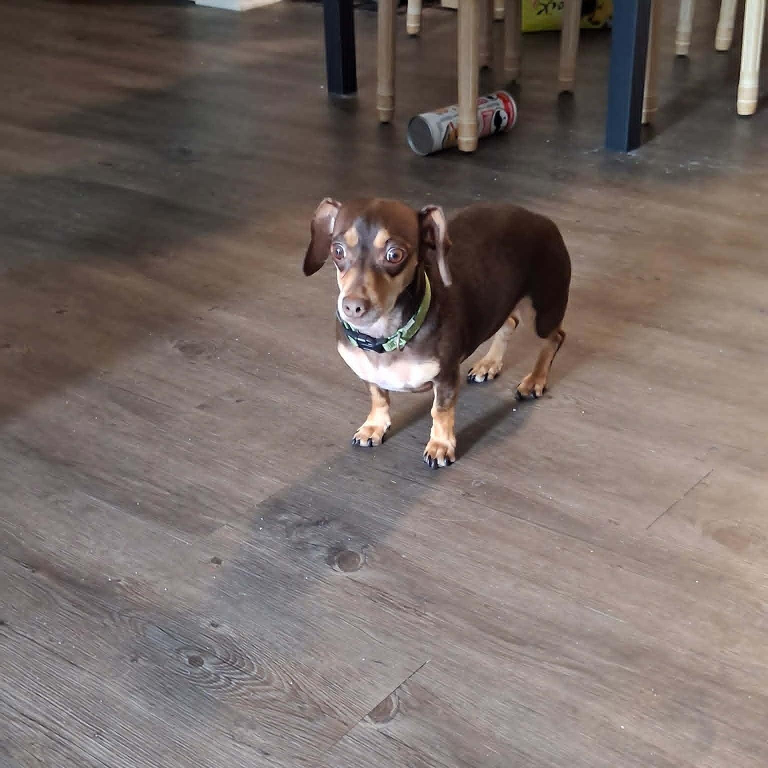 REESE, ADOPTABLE, Adult Female Chiweenie.