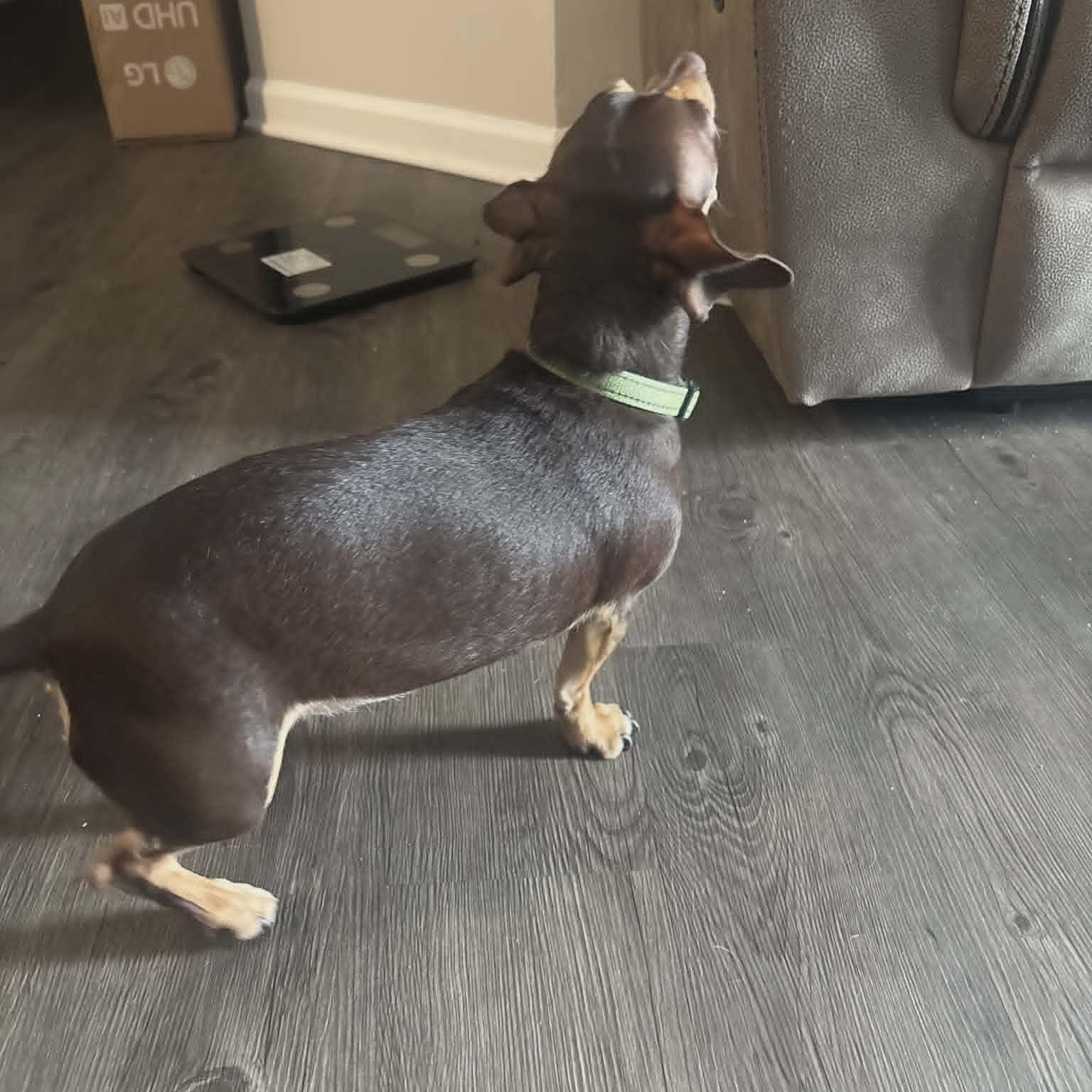 Enlarge REESE, a ADOPTABLE Chiweenie in Harlem, GA image 5/5