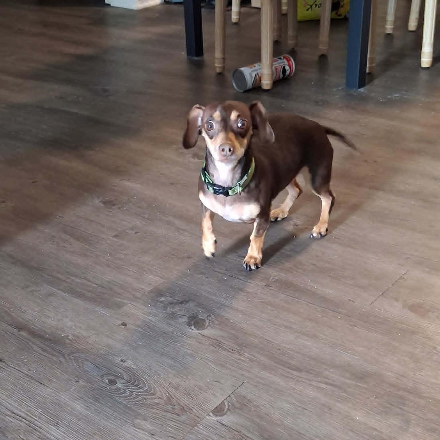 Enlarge REESE, a ADOPTABLE Chiweenie in Harlem, GA image 3/5