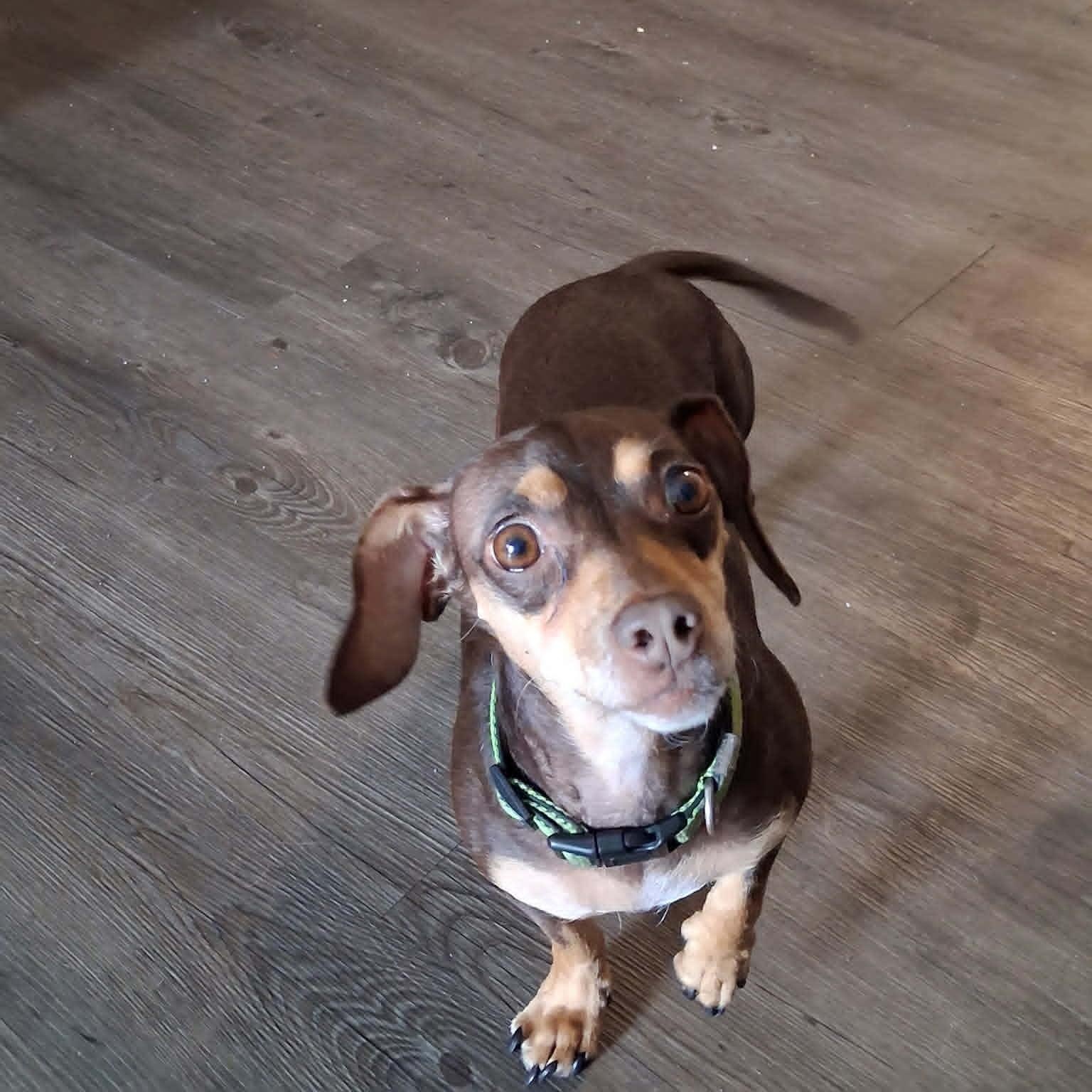 Enlarge REESE, a ADOPTABLE Chiweenie in Harlem, GA image 2/5