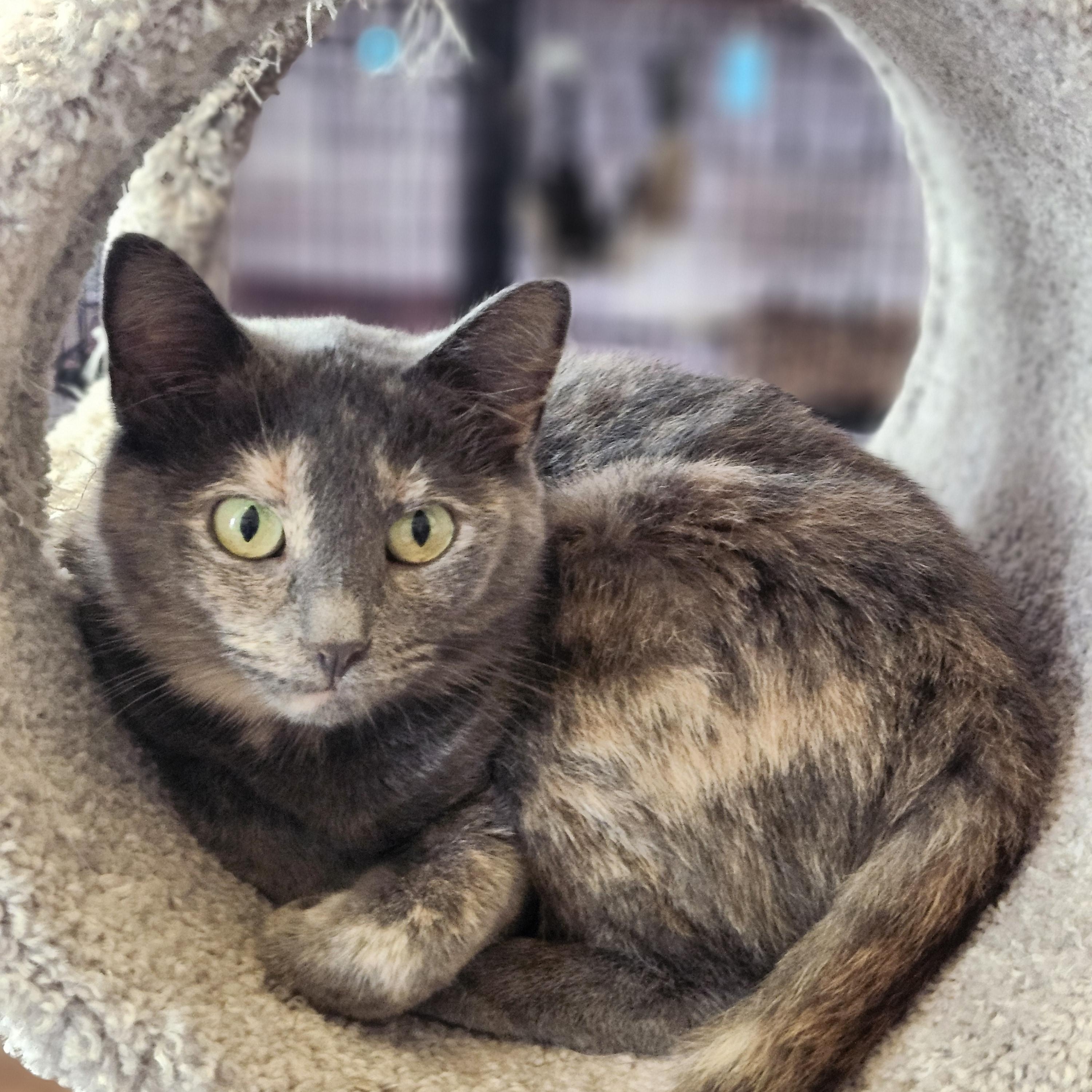 Enlarge Darlene, a Adoptable mixed breed in Wild Rose, WI image 3/5