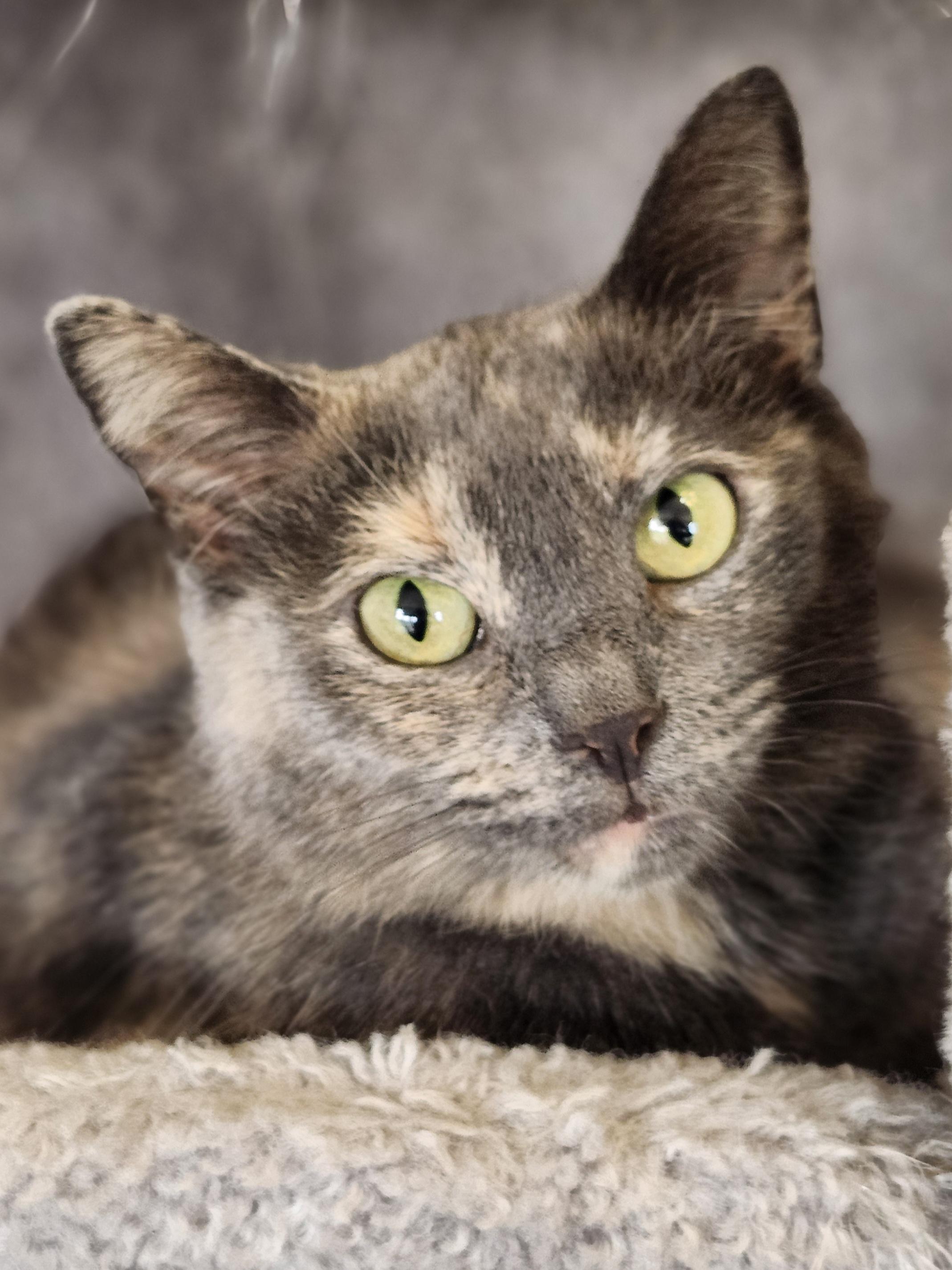 Enlarge Darlene, a Adoptable mixed breed in Wild Rose, WI image 1/5