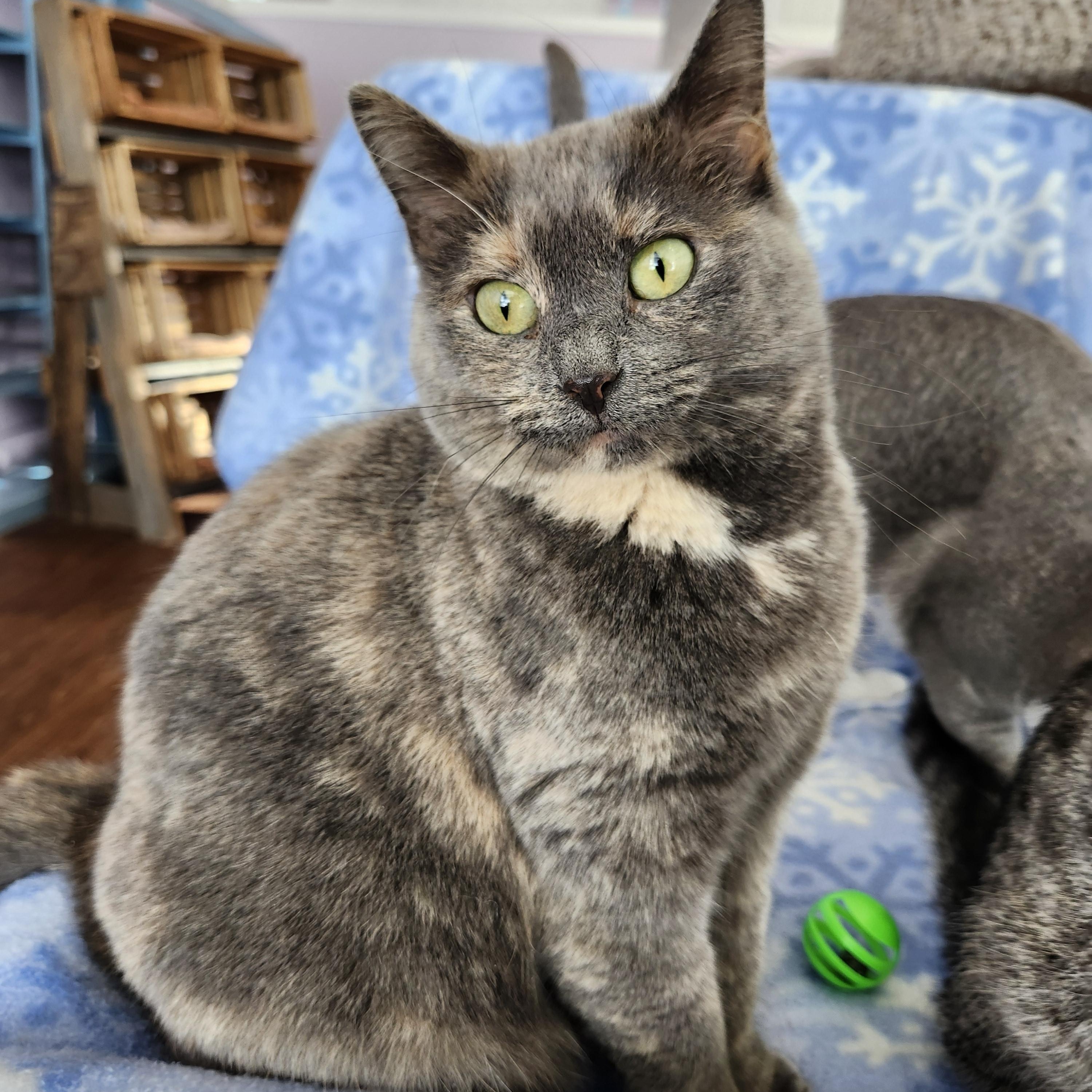 Enlarge Darlene, a Adoptable mixed breed in Wild Rose, WI image 2/5