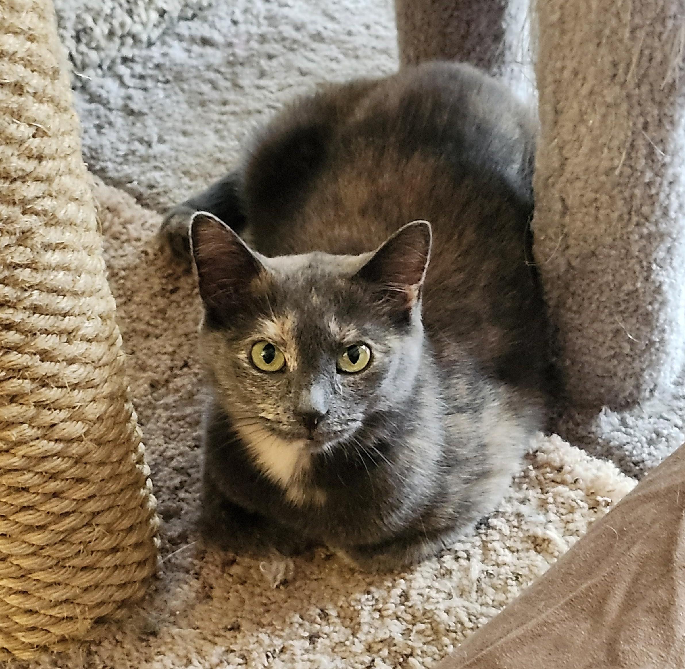 Enlarge Darlene, a Adoptable mixed breed in Wild Rose, WI image 2/5