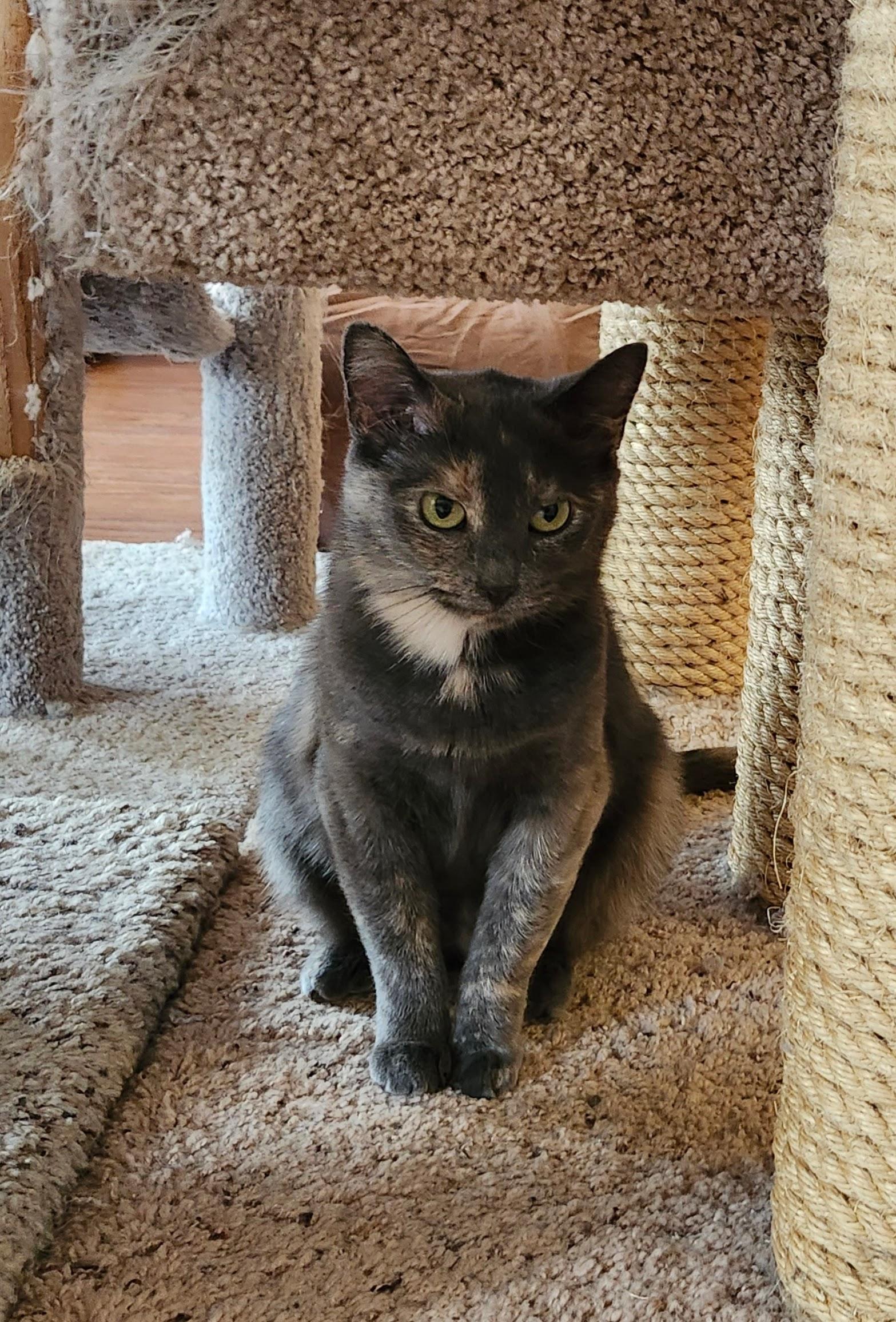 Enlarge Darlene, a Adoptable mixed breed in Wild Rose, WI image 5/5