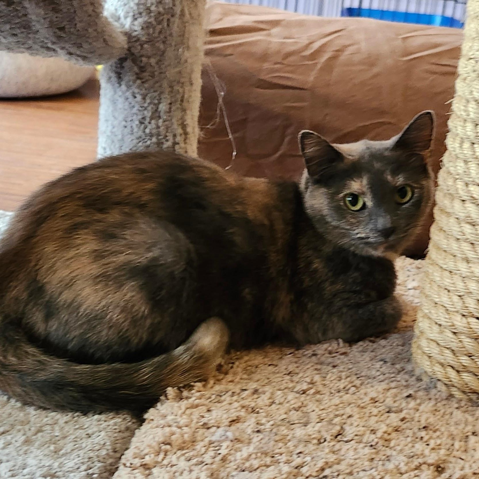 Enlarge Darlene, a Adoptable mixed breed in Wild Rose, WI image 4/5