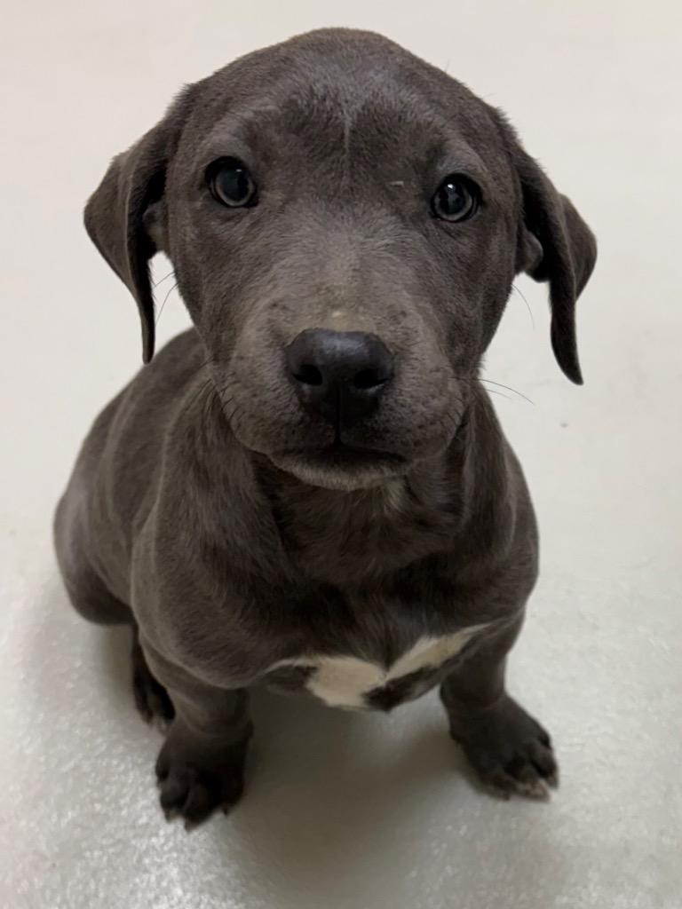 Sybil, Adoptable, Puppy Female Pit Bull Terrier & Labrador Retriever.