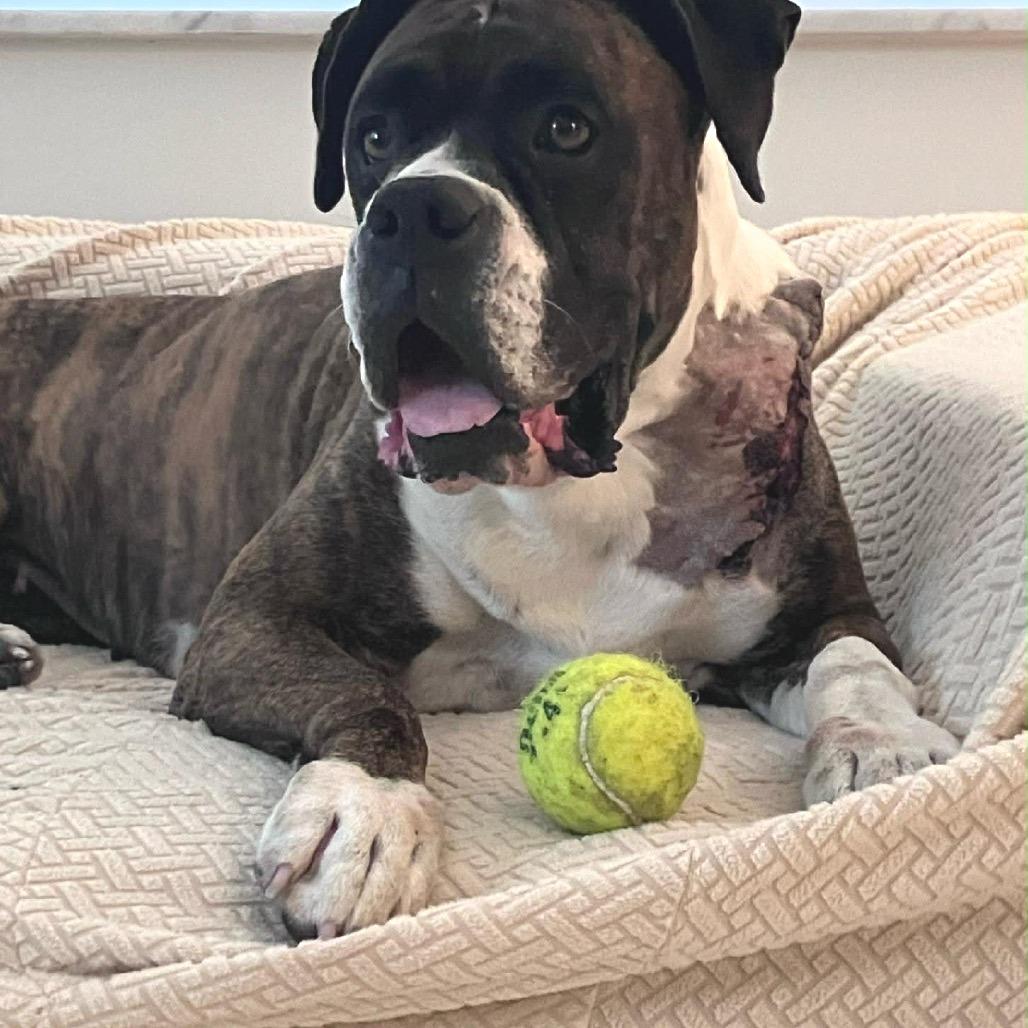 Enlarge Cali, an adopted Boxer in Tallahassee, FL image 2/3