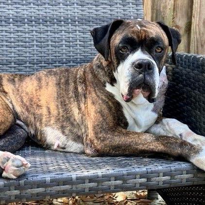 Enlarge Cali, an adopted Boxer in Tallahassee, FL image 1/3