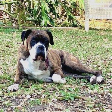 Enlarge Cali, an adopted Boxer in Tallahassee, FL image 3/3