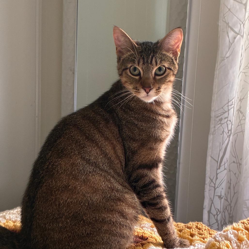 Tazmanian Devil, Adoptable, Young Male Domestic Short Hair.