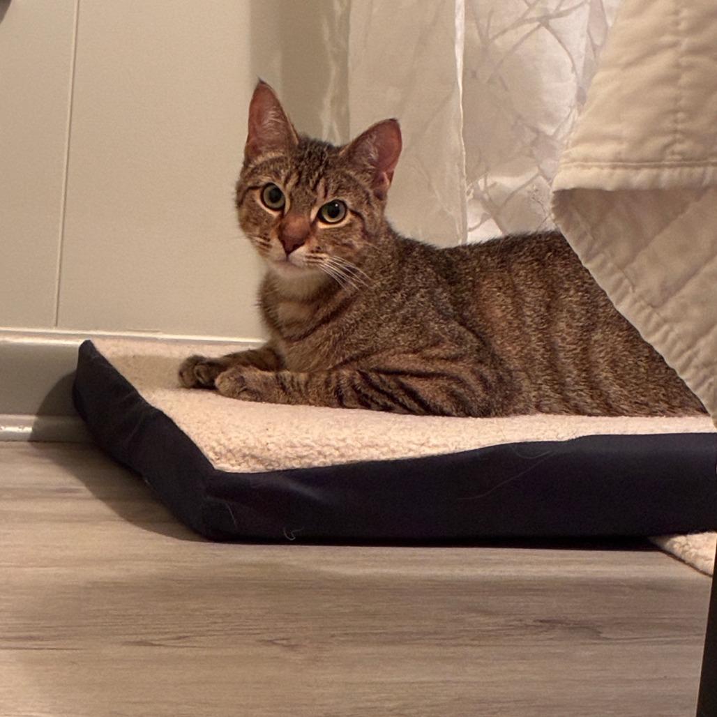 Enlarge Tazmanian Devil, a Adoptable Domestic Short Hair in Chattanooga, TN image 2/4