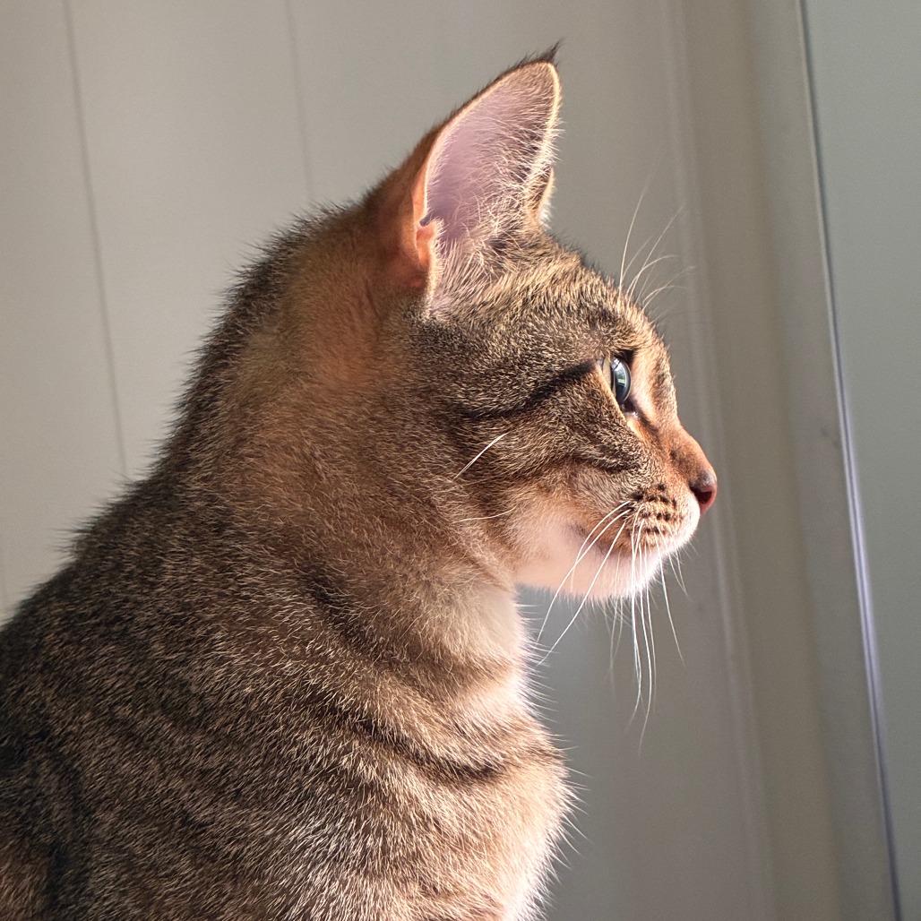 Enlarge Tazmanian Devil, a Adoptable Domestic Short Hair in Chattanooga, TN image 3/4