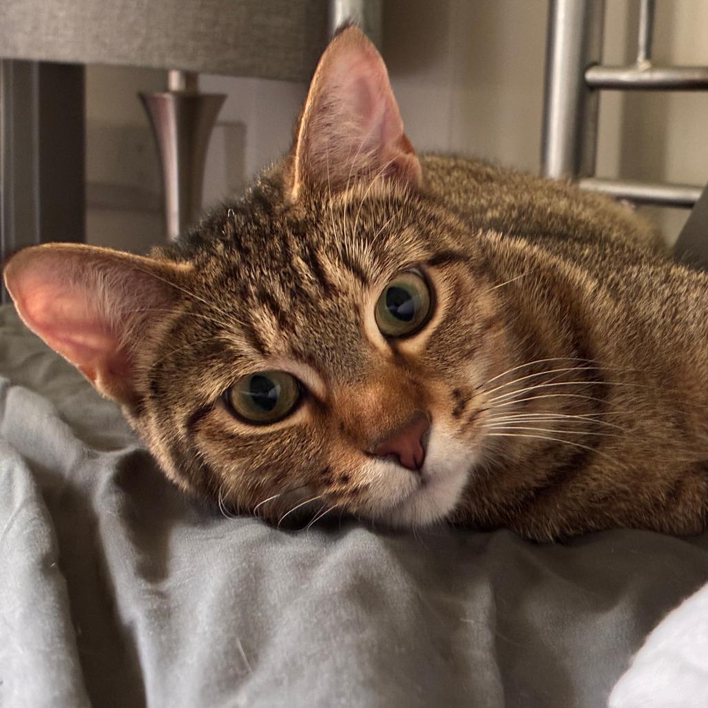 Enlarge Tazmanian Devil, a Adoptable Domestic Short Hair in Chattanooga, TN image 4/4
