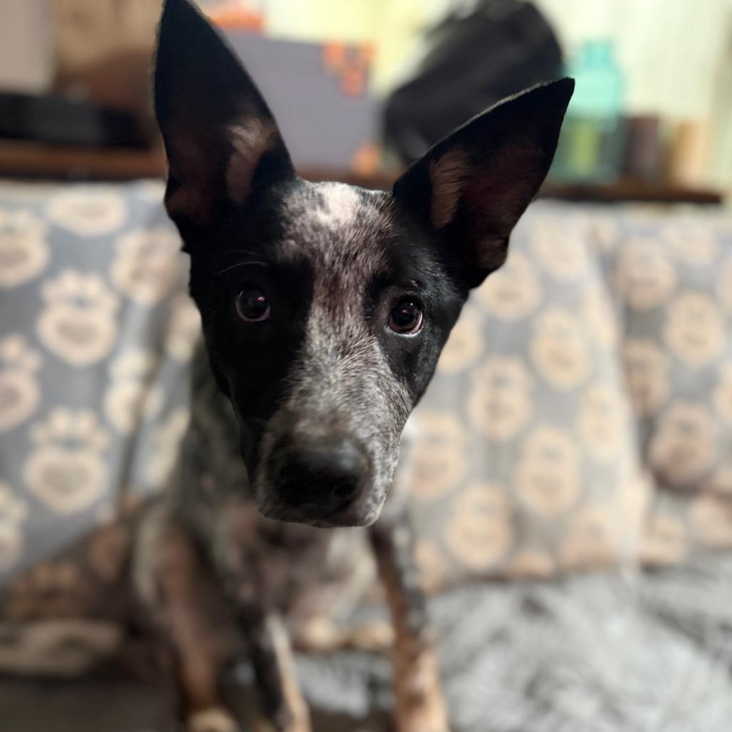 Enlarge RTIC, a Adoptable mixed breed in Riverside, CA image 1/6