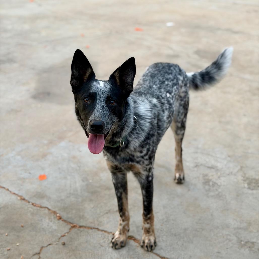 Enlarge RTIC, a Adoptable mixed breed in Riverside, CA image 6/6
