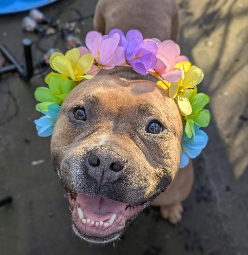 Enlarge Praline, a Adoptable mixed breed in Amherst, NY image 1/6