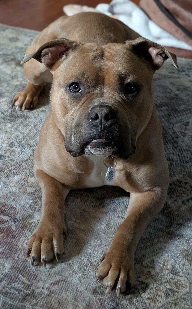 Enlarge Praline, a Adoptable mixed breed in Amherst, NY image 2/6