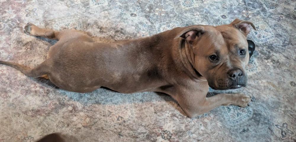 Enlarge Praline, a Adoptable mixed breed in Amherst, NY image 3/6