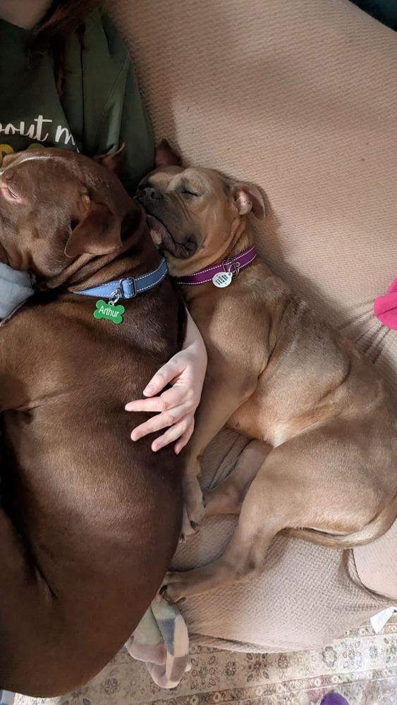 Enlarge Praline, a Adoptable mixed breed in Amherst, NY image 4/6