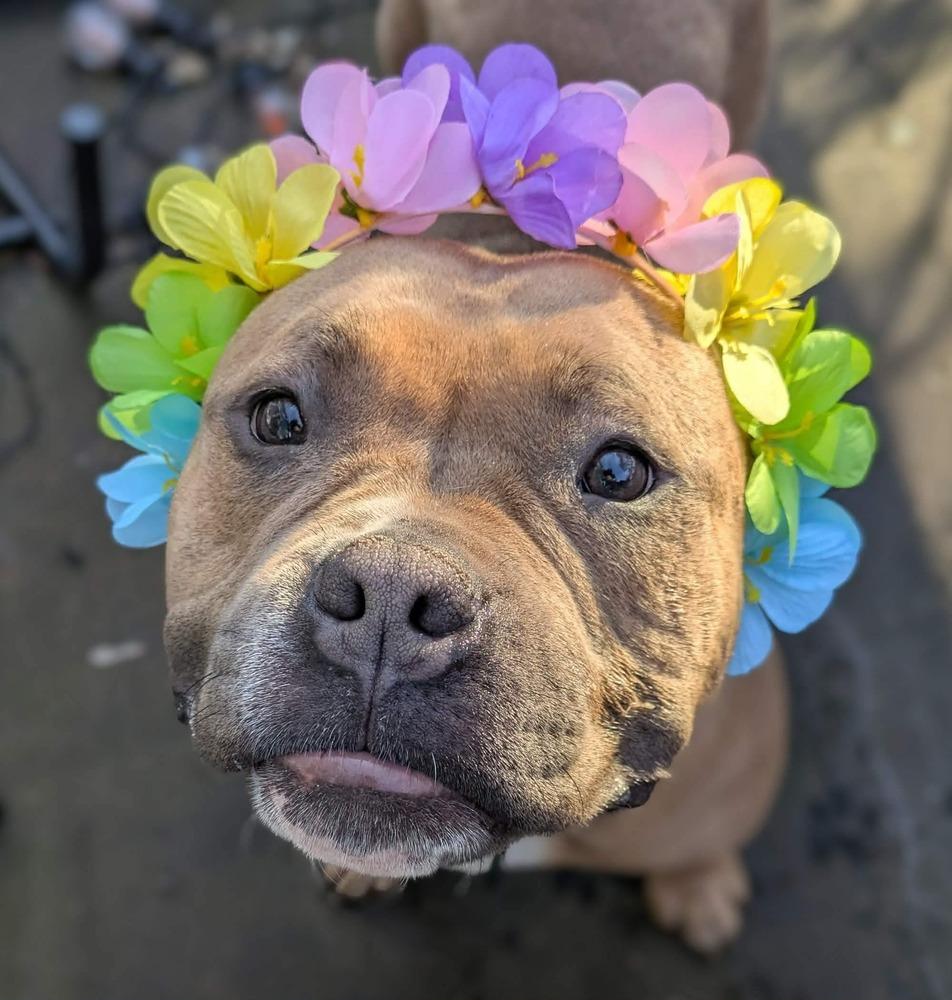 Enlarge Praline, a Adoptable mixed breed in Amherst, NY image 5/6