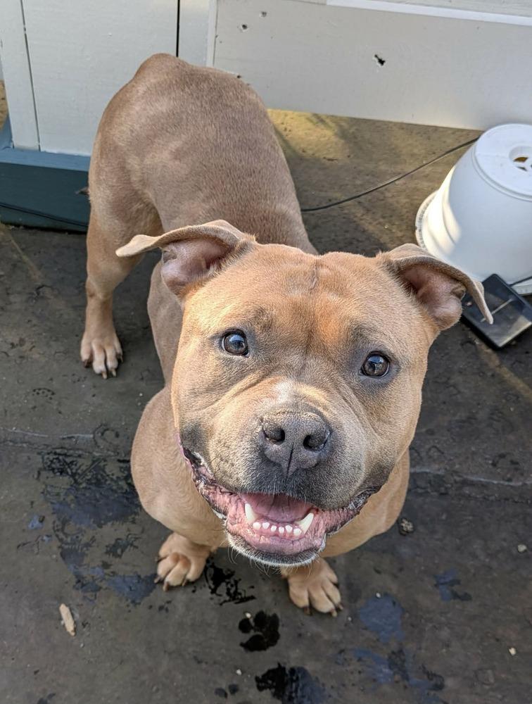 Enlarge Praline, a Adoptable mixed breed in Amherst, NY image 6/6