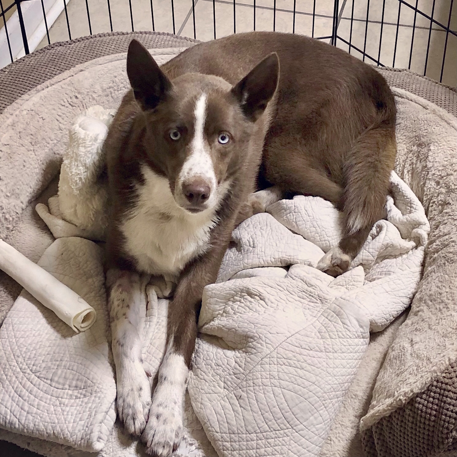 Julep, Adoptable, Adult Female Husky.