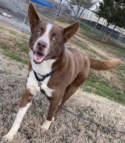 Julep, a Adoptable mixed breed in Gallatin, TN image 2/11