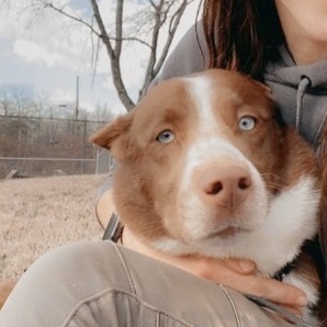 Julep, a Adoptable mixed breed in Gallatin, TN image 3/11
