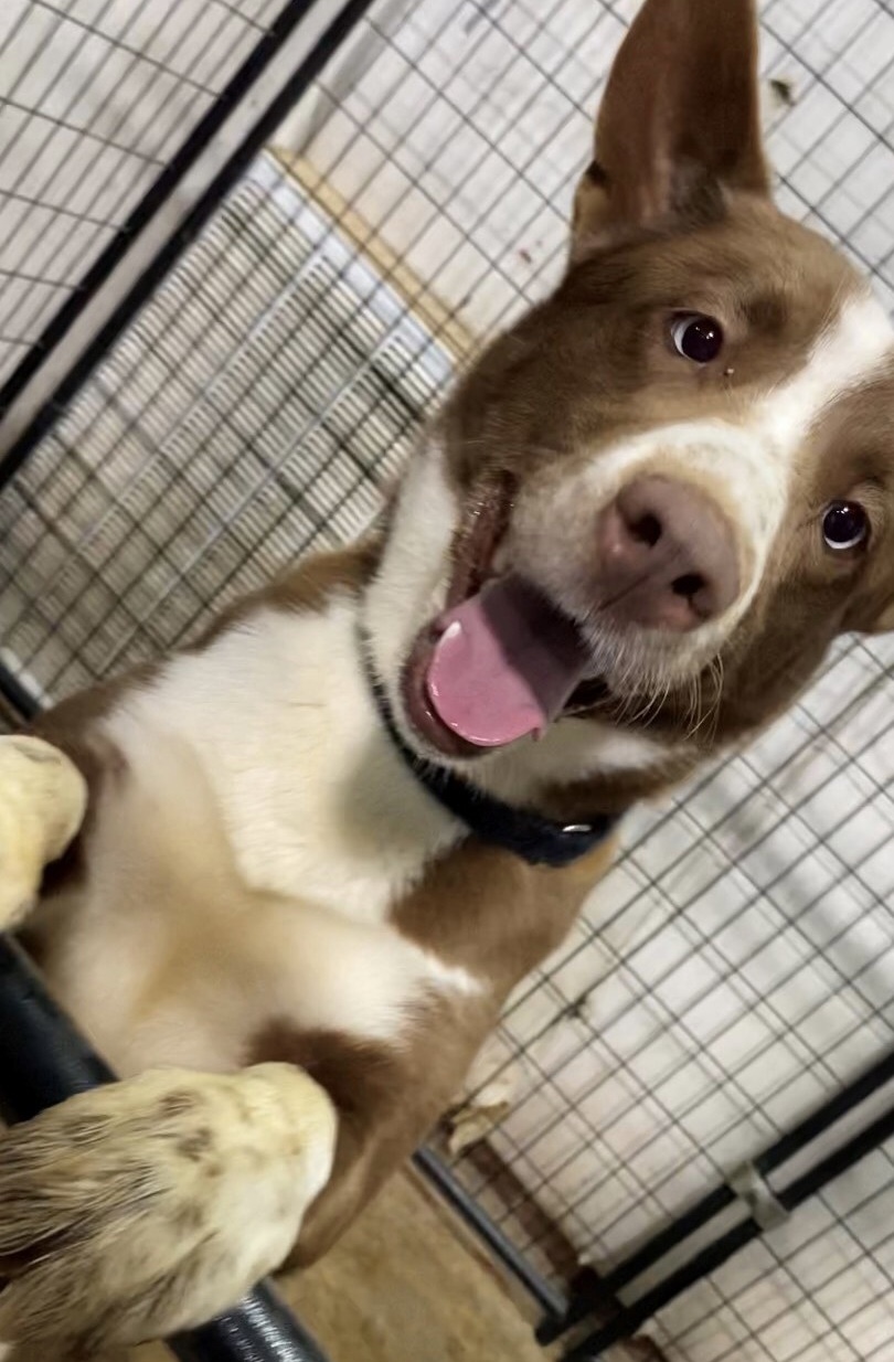 Julep, a Adoptable mixed breed in Gallatin, TN image 4/11