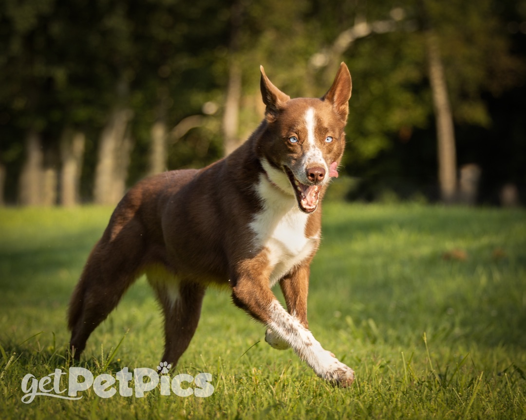 Julep, a Adoptable mixed breed in Gallatin, TN image 5/11