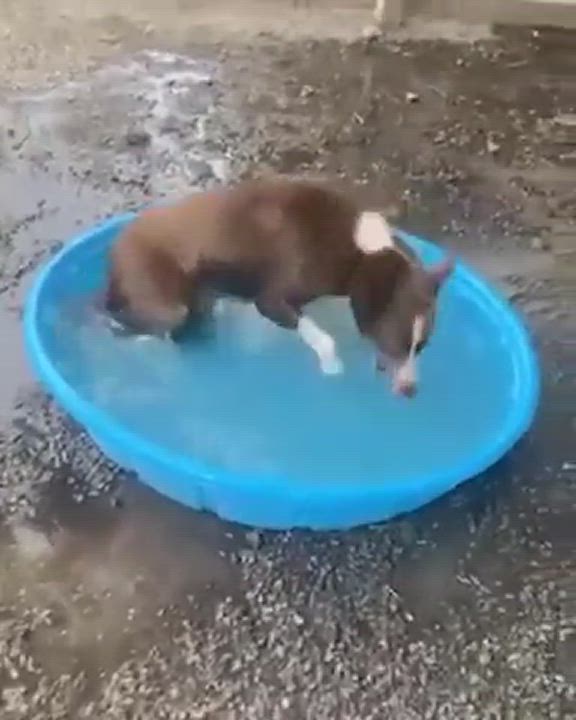 Julep, an adoptable Husky Mix in Gallatin, TN_image-1