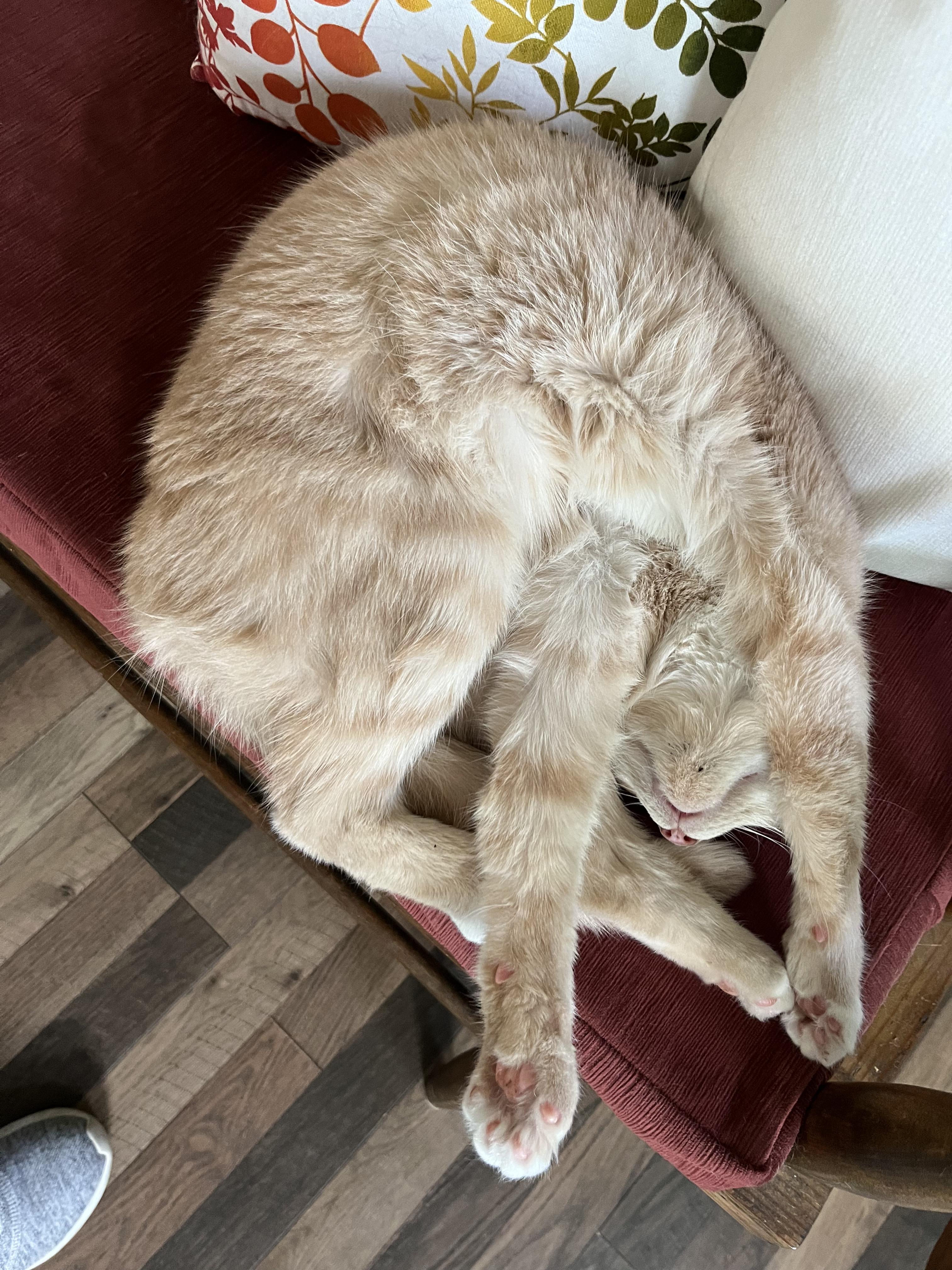 Enlarge Mazy, an adopted Domestic Short Hair in Charlotte, NC image 2/2