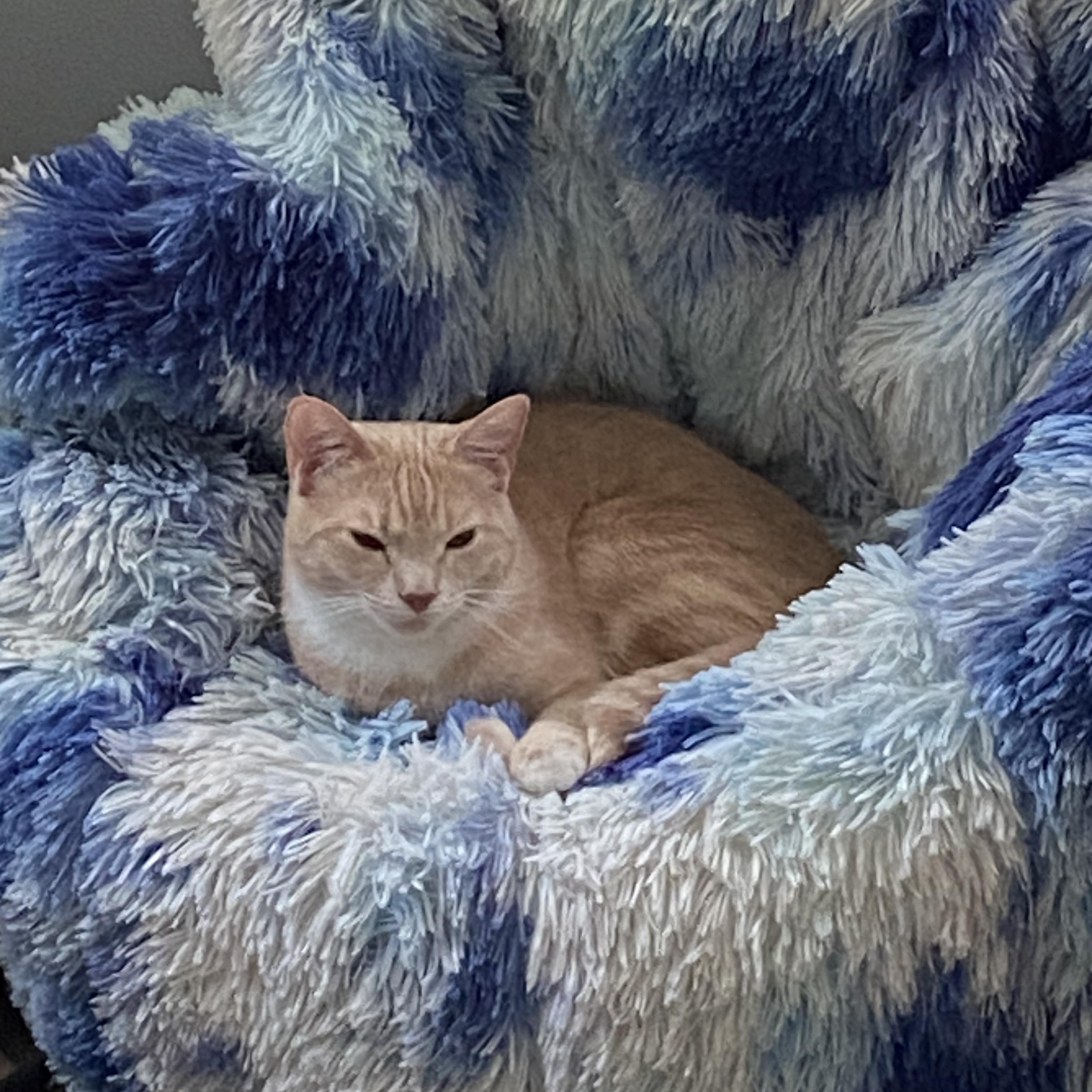 Enlarge Mazy, an adopted Domestic Short Hair in Charlotte, NC image 5/5