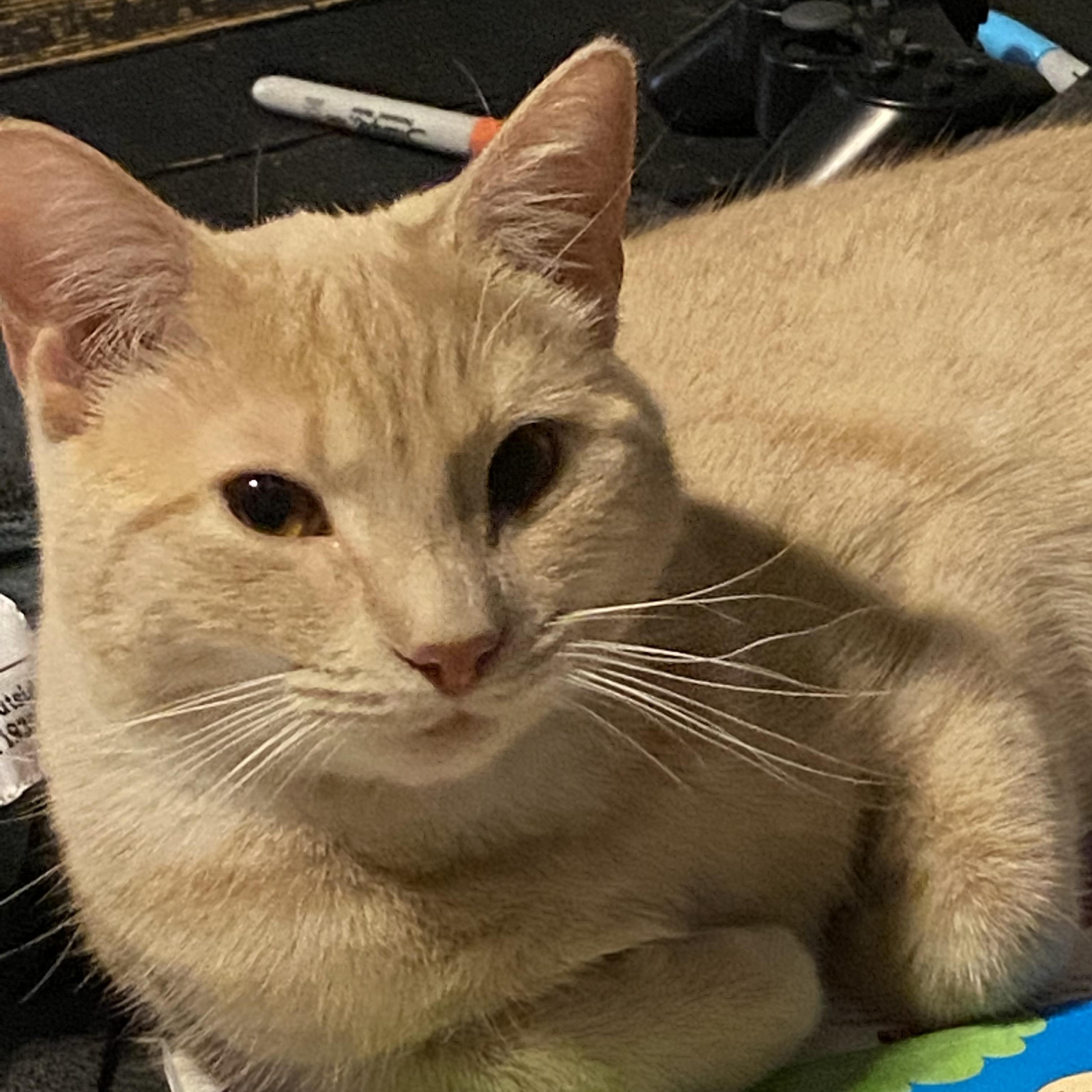 Enlarge Mazy, an adopted Domestic Short Hair in Charlotte, NC image 4/5
