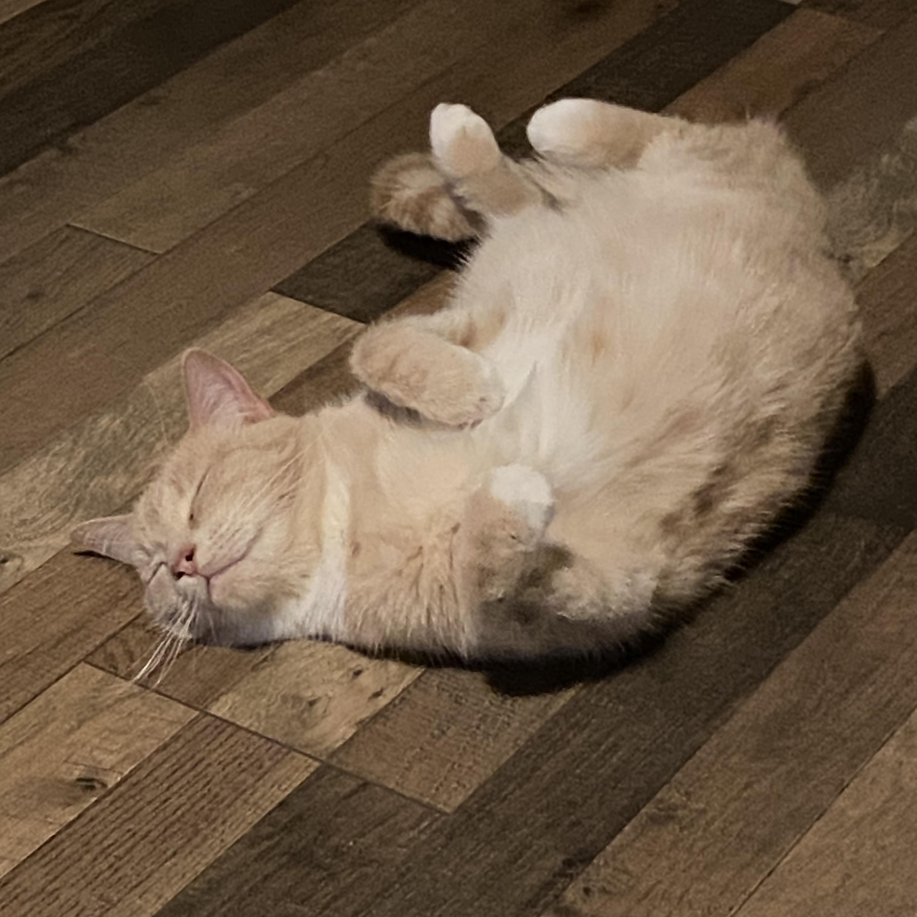 Enlarge Mazy, an adopted Domestic Short Hair in Charlotte, NC image 2/5