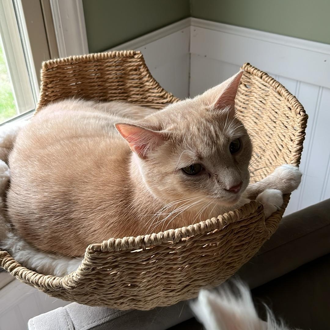 Mazy, adopted, Young Female Domestic Short Hair.