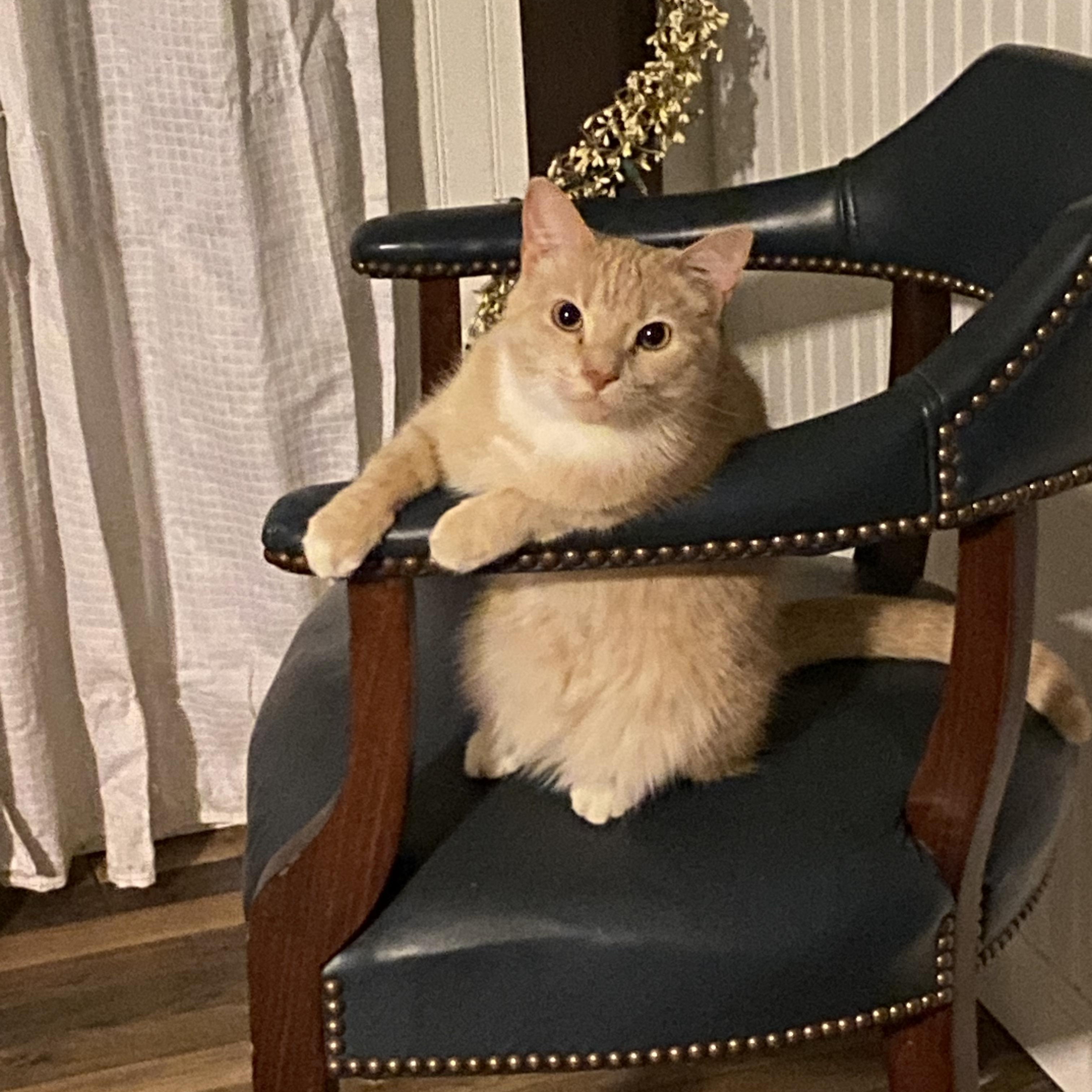 Mazy, adopted, Young Female Domestic Short Hair.