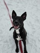 Monkey, ADOPTABLE, Young Male German Shepherd Dog.