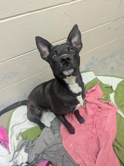 Monkey, an adopted mixed breed in Nashua, NH image 2/3