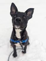 Monkey, an adopted mixed breed in Nashua, NH image 3/3