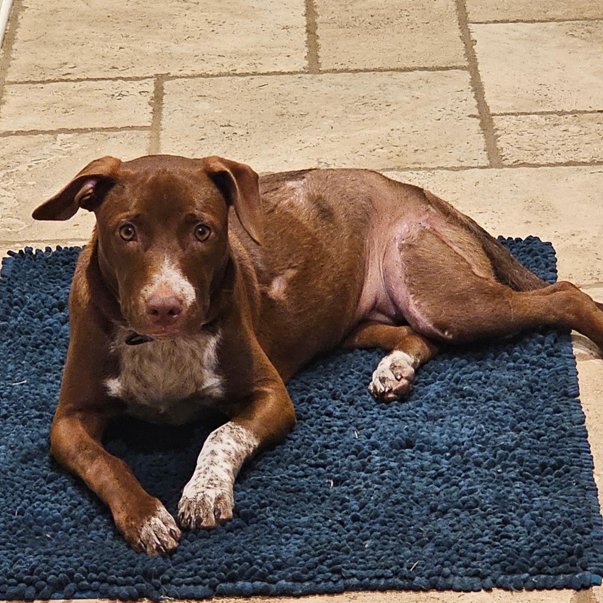 Enlarge Lucky SS, a Adoptable mixed breed in South Portland, ME image 1/4