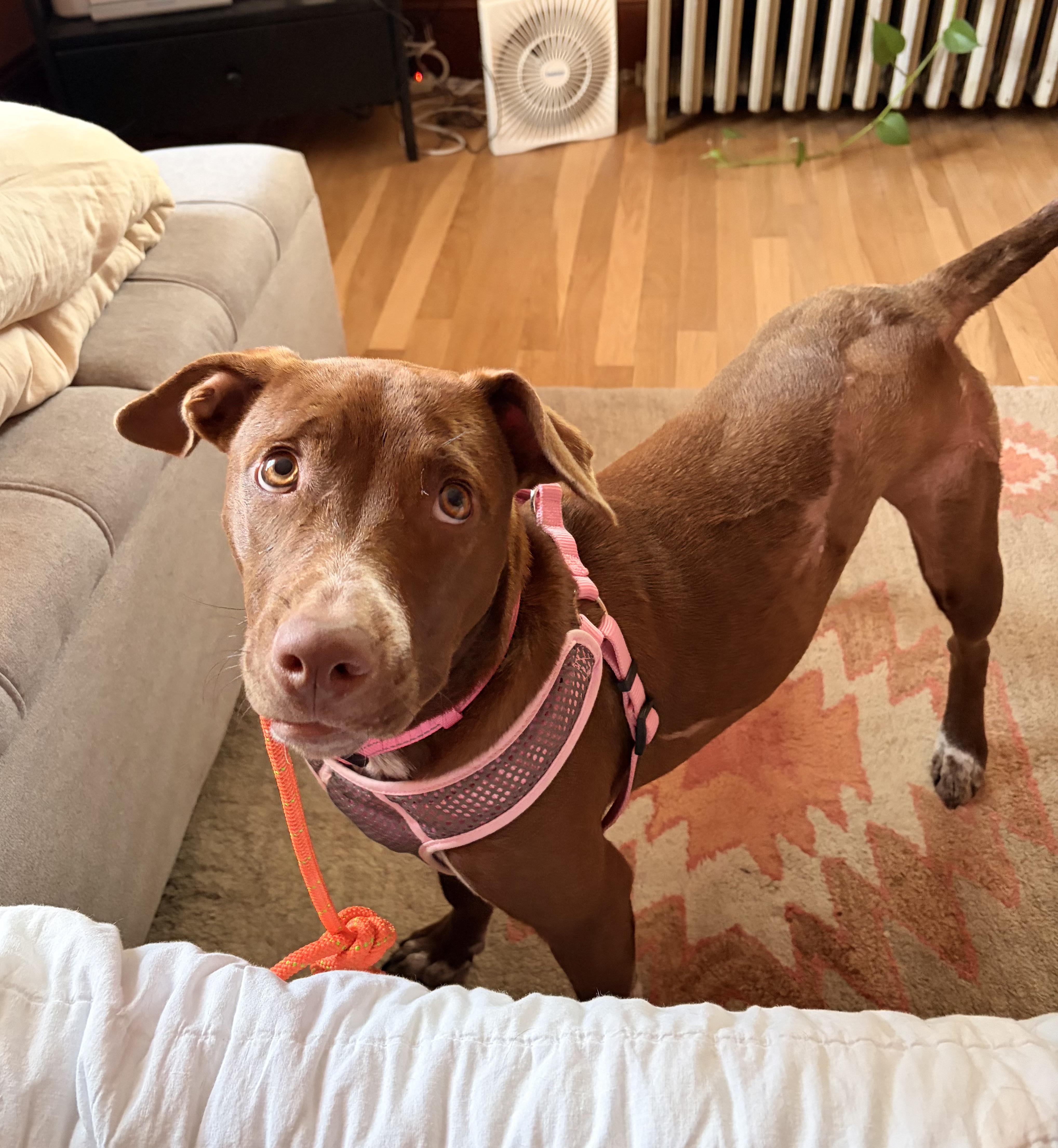 Lucky SS, Adoptable, Young Female Mixed Breed.