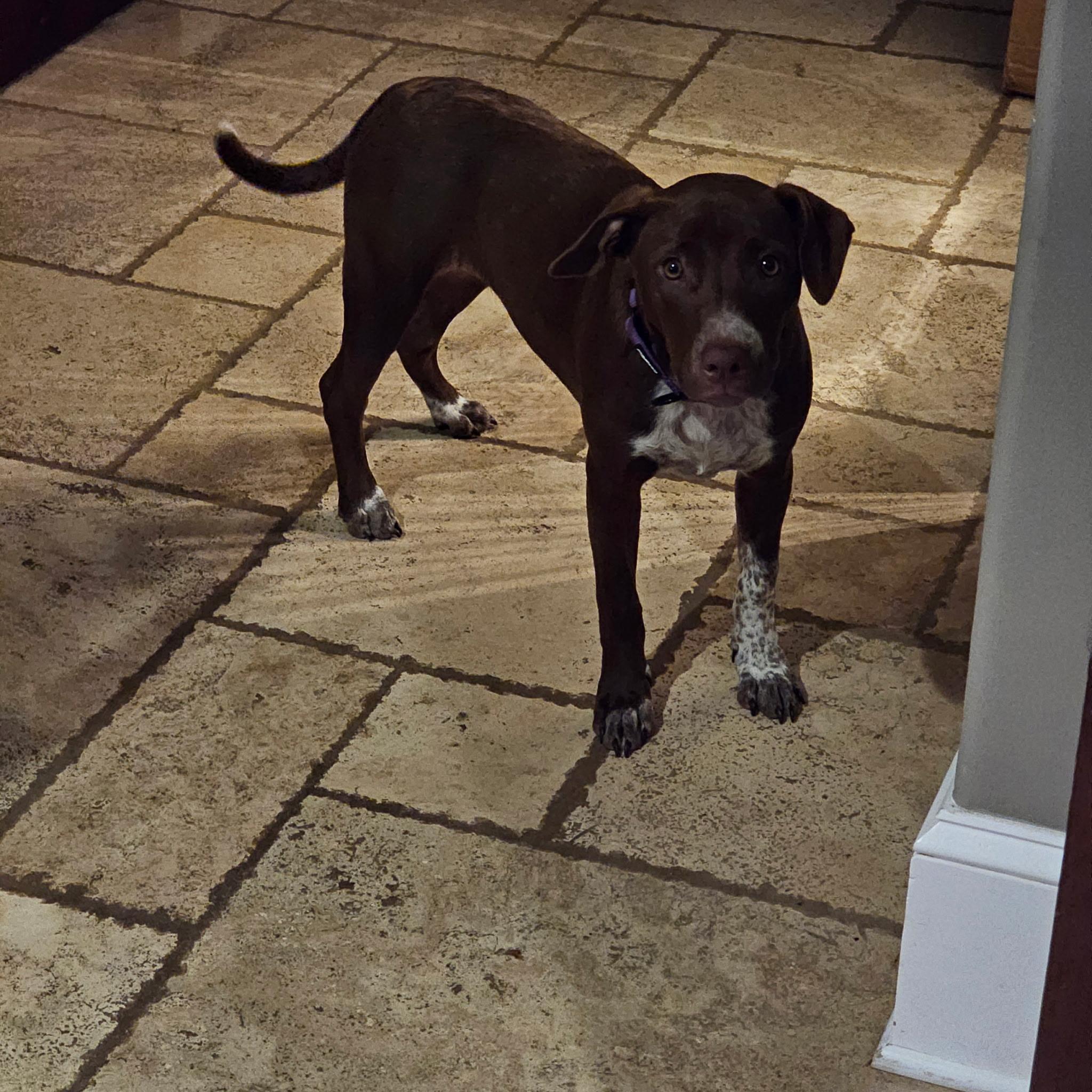 Enlarge Lucky SS, a Adoptable mixed breed in South Portland, ME image 2/4